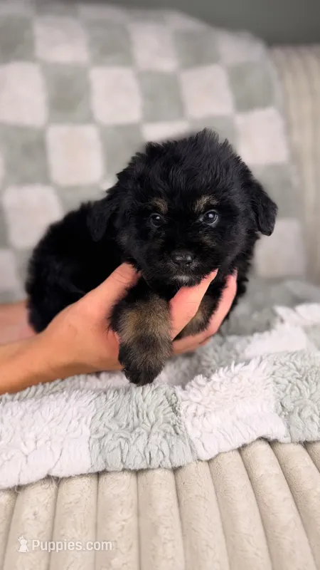 Donut – Miniature Bernedoodle, Miniature Aussiedoodle puppy for sale in Tampa, FL