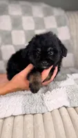 Donut, a male Miniature Bernedoodle and Miniature Aussiedoodle for sale in Tampa, FL – Photo 1 of 4