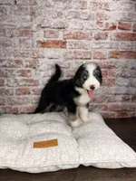 Gnocchi BLUE EYE, a male Miniature Bernedoodle and Miniature Aussiedoodle for sale in Tampa, FL – 3 of 5