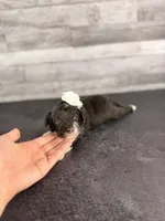 Bo Peep, a female Aussiedoodle and Cockapoo for sale in Tampa, FL – 2 of 3