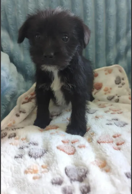 Belen – Yorkshire Terrier puppy for sale in Virginia Beach, VA