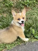 Tilly-AKC, a female Pembroke Welsh Corgi for sale in Free Union, VA – 7 of 10