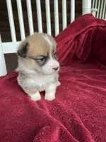 Tilly, a female Pembroke Welsh Corgi for sale in Free Union, VA – 2 of 8