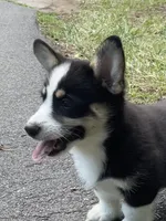 Nobel-AKC, a male Pembroke Welsh Corgi for sale in Free Union, VA – 3 of 7