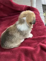 Lilybelle, a female Pembroke Welsh Corgi for sale in Free Union, VA – 9 of 9