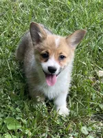 Tilly-AKC, a female Pembroke Welsh Corgi for sale in Free Union, VA – 2 of 10