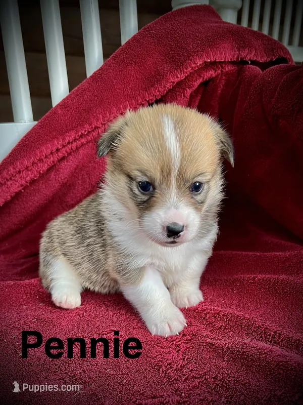 Pennie – Pembroke Welsh Corgi puppy for sale in Free Union, VA