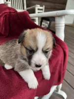 Lilybelle, a female Pembroke Welsh Corgi for sale in Free Union, VA – 4 of 9