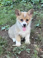 Tilly-AKC, a female Pembroke Welsh Corgi for sale in Free Union, VA – 3 of 10