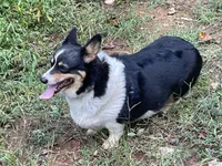 Skyla, a female Pembroke Welsh Corgi for sale in Free Union, VA – 4 of 10