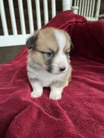 Lilybelle, a female Pembroke Welsh Corgi for sale in Free Union, VA – 6 of 9