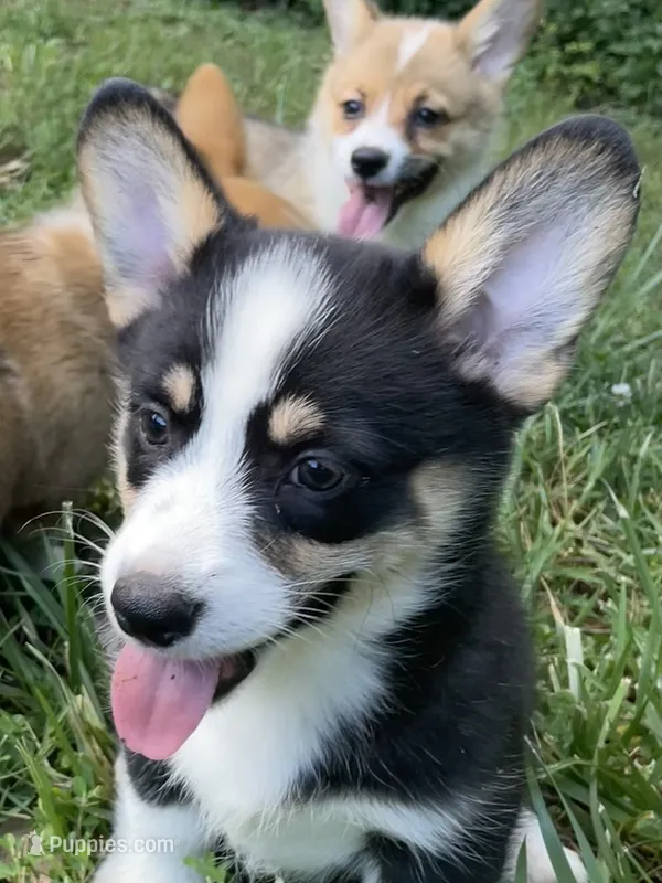 Nobel-AKC – Pembroke Welsh Corgi puppy for sale in Free Union, VA