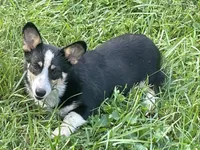 Nobel, a male Pembroke Welsh Corgi for sale in Free Union, VA – 6 of 6