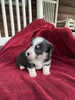 Nobel-AKC, a male Pembroke Welsh Corgi for sale in Free Union, VA – 9 of 9