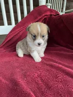 Pennie, a female Pembroke Welsh Corgi for sale in Free Union, VA – 5 of 8