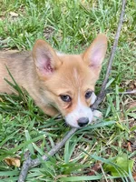 Pennie-AKC, a female Pembroke Welsh Corgi for sale in Free Union, VA – 3 of 3