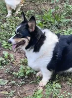 Skyla, a female Pembroke Welsh Corgi for sale in Free Union, VA – 3 of 10