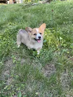 Tilly-AKC, a female Pembroke Welsh Corgi for sale in Free Union, VA – 9 of 10