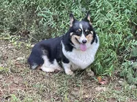 Skyla, a female Pembroke Welsh Corgi for sale in Free Union, VA – 9 of 10