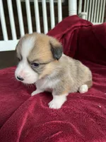 Lilybelle, a female Pembroke Welsh Corgi for sale in Free Union, VA – 5 of 9