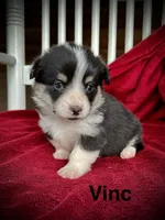 Vinc, a male Pembroke Welsh Corgi for sale in Free Union, VA – 2 of 5