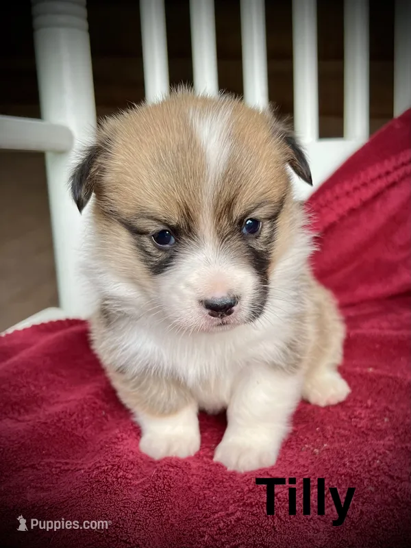 Tilly – Pembroke Welsh Corgi puppy for sale in Free Union, VA