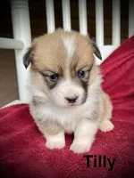 Tilly, a female Pembroke Welsh Corgi for sale in Free Union, VA – 1 of 8
