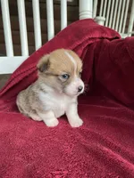 Pennie, a female Pembroke Welsh Corgi for sale in Free Union, VA – 8 of 8