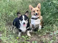 Nobel, a male Pembroke Welsh Corgi for sale in Free Union, VA – 5 of 6
