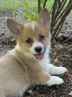 Tilly-AKC, a female Pembroke Welsh Corgi for sale in Free Union, VA – 6 of 10