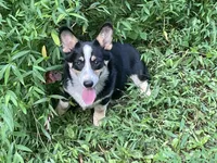 Nobel, a male Pembroke Welsh Corgi for sale in Free Union, VA – 3 of 6