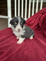Vinc, a male Pembroke Welsh Corgi for sale in Free Union, VA – 5 of 5
