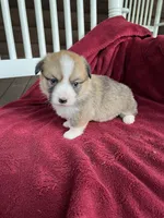 Lilybelle, a female Pembroke Welsh Corgi for sale in Free Union, VA – 8 of 9
