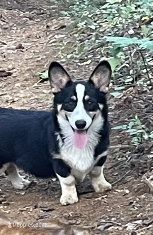 Nobel – Pembroke Welsh Corgi puppy for sale in Free Union, VA