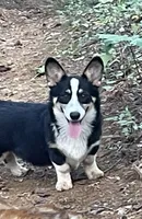 Nobel, a male Pembroke Welsh Corgi for sale in Free Union, VA – 1 of 6