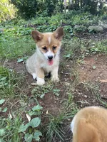 Tilly-AKC, a female Pembroke Welsh Corgi for sale in Free Union, VA – 8 of 10