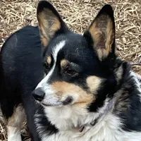 Skyla, a female Pembroke Welsh Corgi for sale in Free Union, VA – 3 of 10