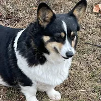 Skyla, a female Pembroke Welsh Corgi for sale in Free Union, VA – 10 of 10