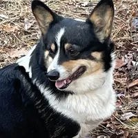 Skyla, a female Pembroke Welsh Corgi for sale in Free Union, VA – 2 of 10