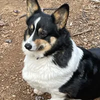 Skyla, a female Pembroke Welsh Corgi for sale in Free Union, VA – 5 of 10