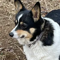Skyla, a female Pembroke Welsh Corgi for sale in Free Union, VA – 7 of 10
