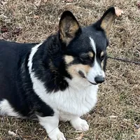 Skyla, a female Pembroke Welsh Corgi for sale in Free Union, VA – 9 of 10