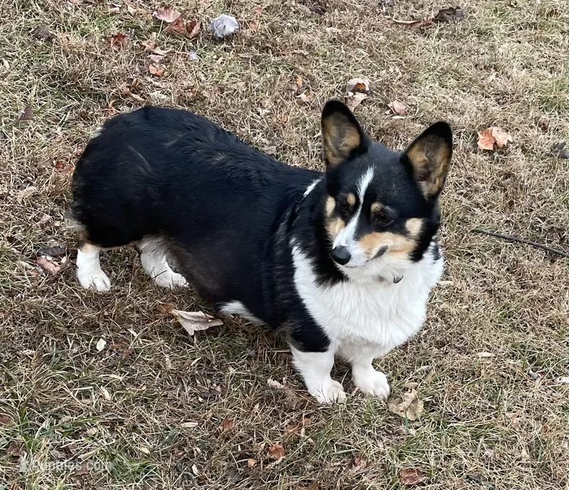 Skyla – Pembroke Welsh Corgi puppy for sale in Free Union, VA
