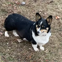 Skyla, a female Pembroke Welsh Corgi for sale in Free Union, VA – 1 of 10