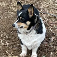 Skyla, a female Pembroke Welsh Corgi for sale in Free Union, VA – 6 of 10