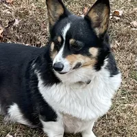 Skyla, a female Pembroke Welsh Corgi for sale in Free Union, VA – 4 of 10