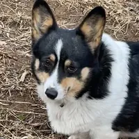 Skyla, a female Pembroke Welsh Corgi for sale in Free Union, VA – 8 of 10