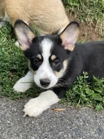 Nobel-AKC, a male Pembroke Welsh Corgi for sale in Free Union, VA – 7 of 7
