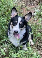 Nobel, a male Pembroke Welsh Corgi for sale in Free Union, VA – 4 of 6