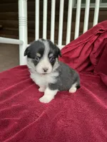 Vinc, a male Pembroke Welsh Corgi for sale in Free Union, VA – 1 of 5